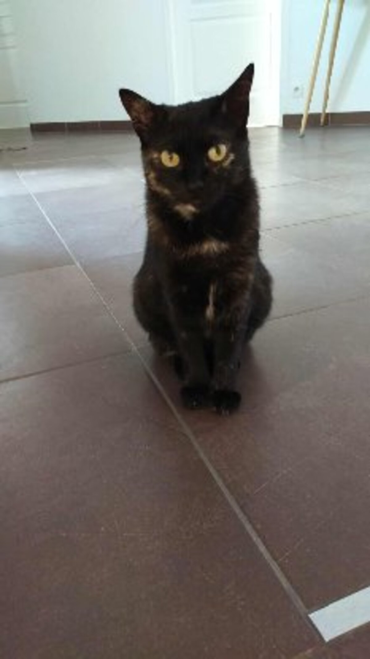 Adoption Penelope