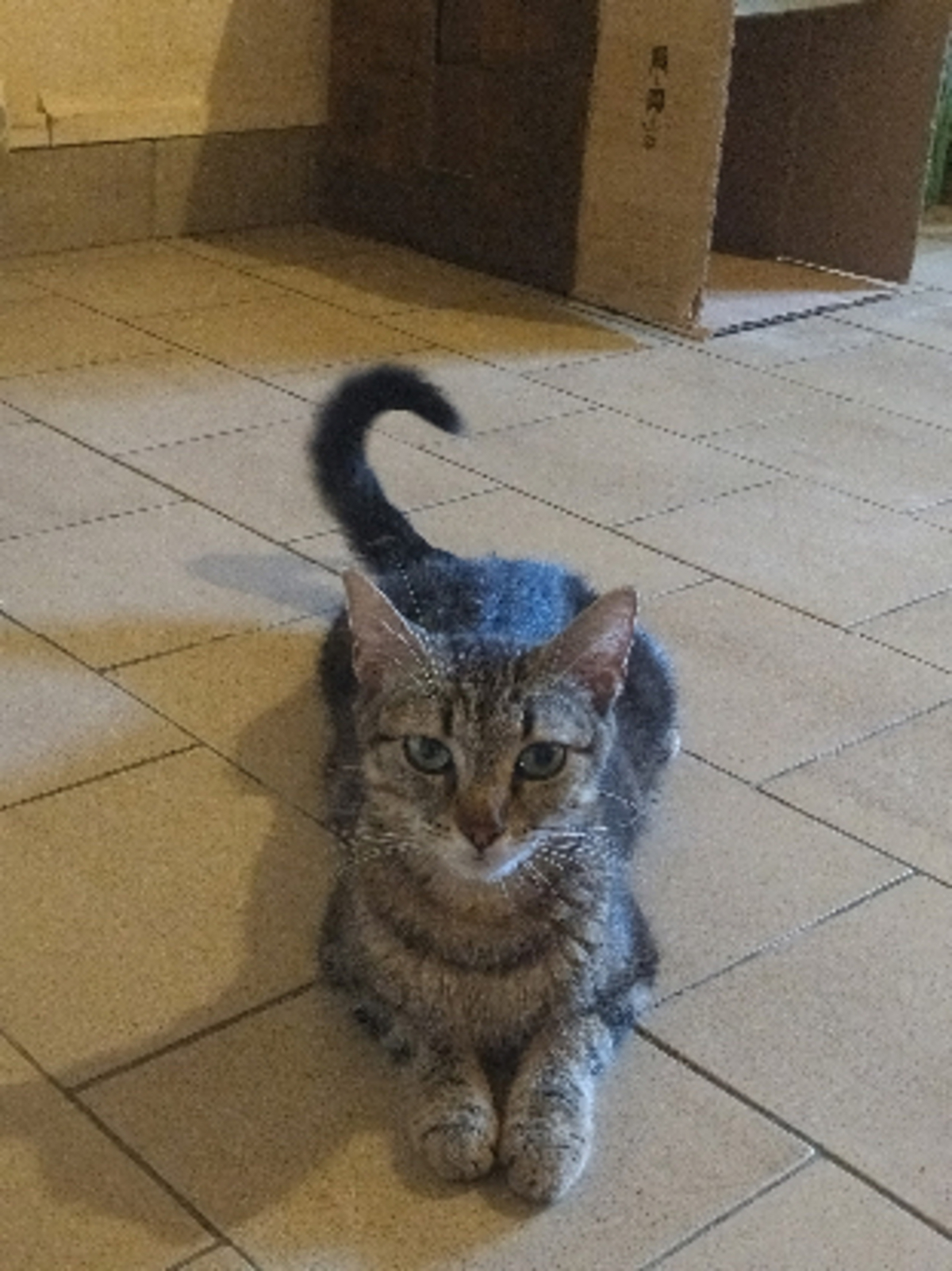 Adoption Pénélope