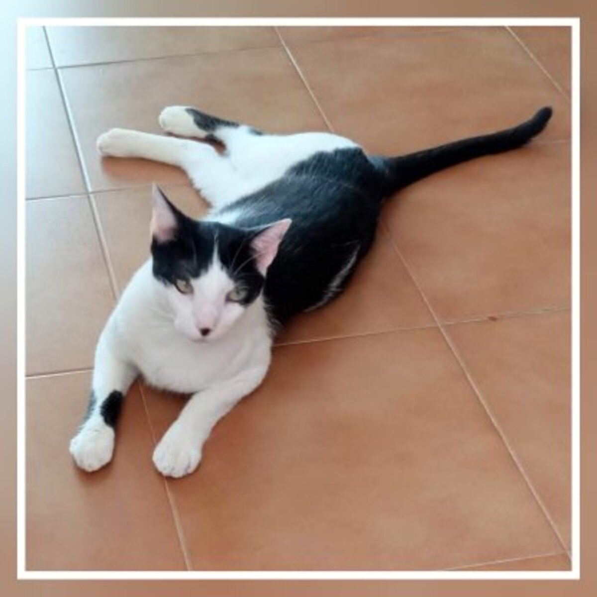 Adoption Pepito