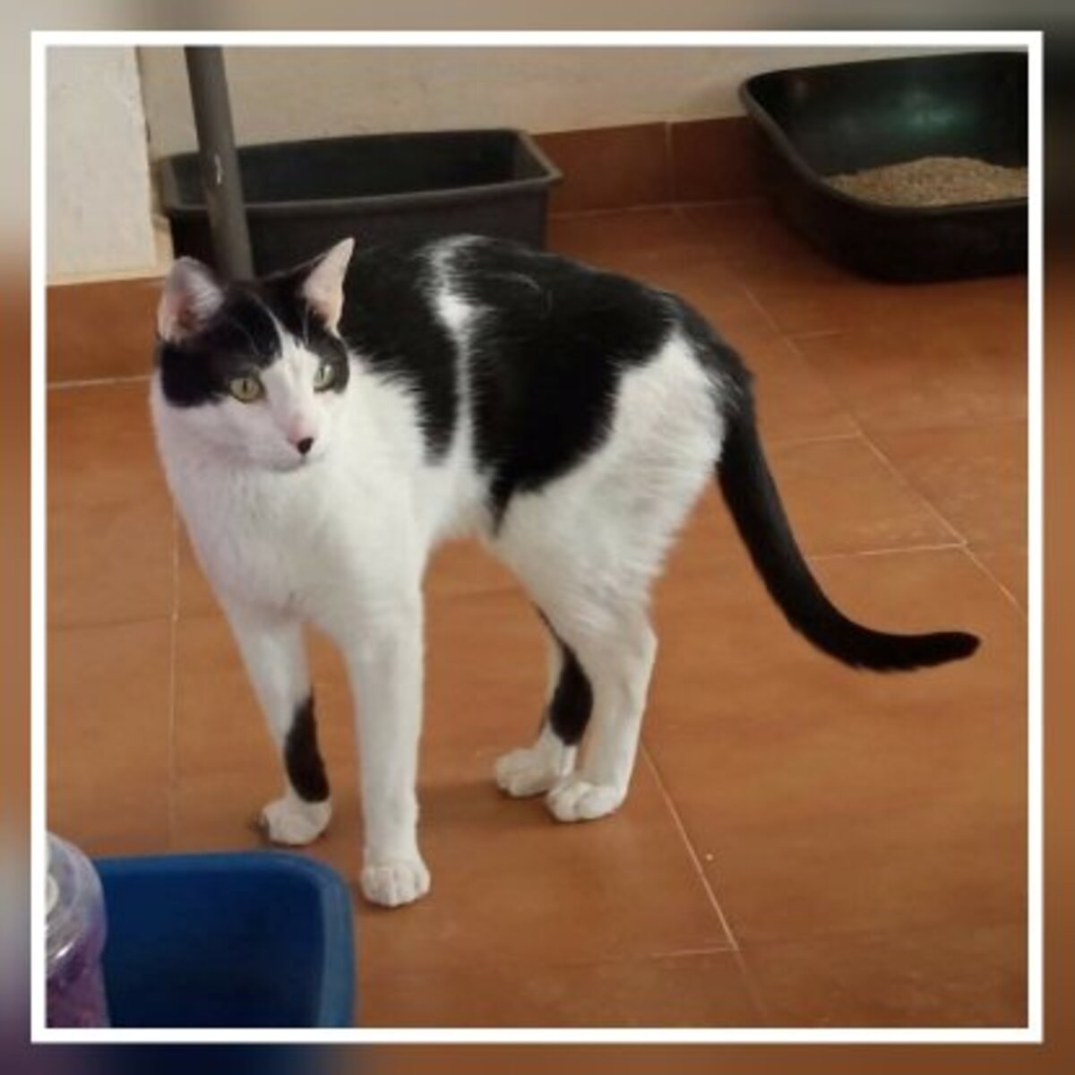 Adoption Pepito