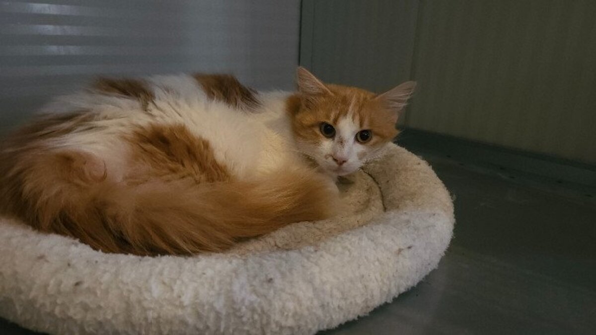 Adoption Pepito