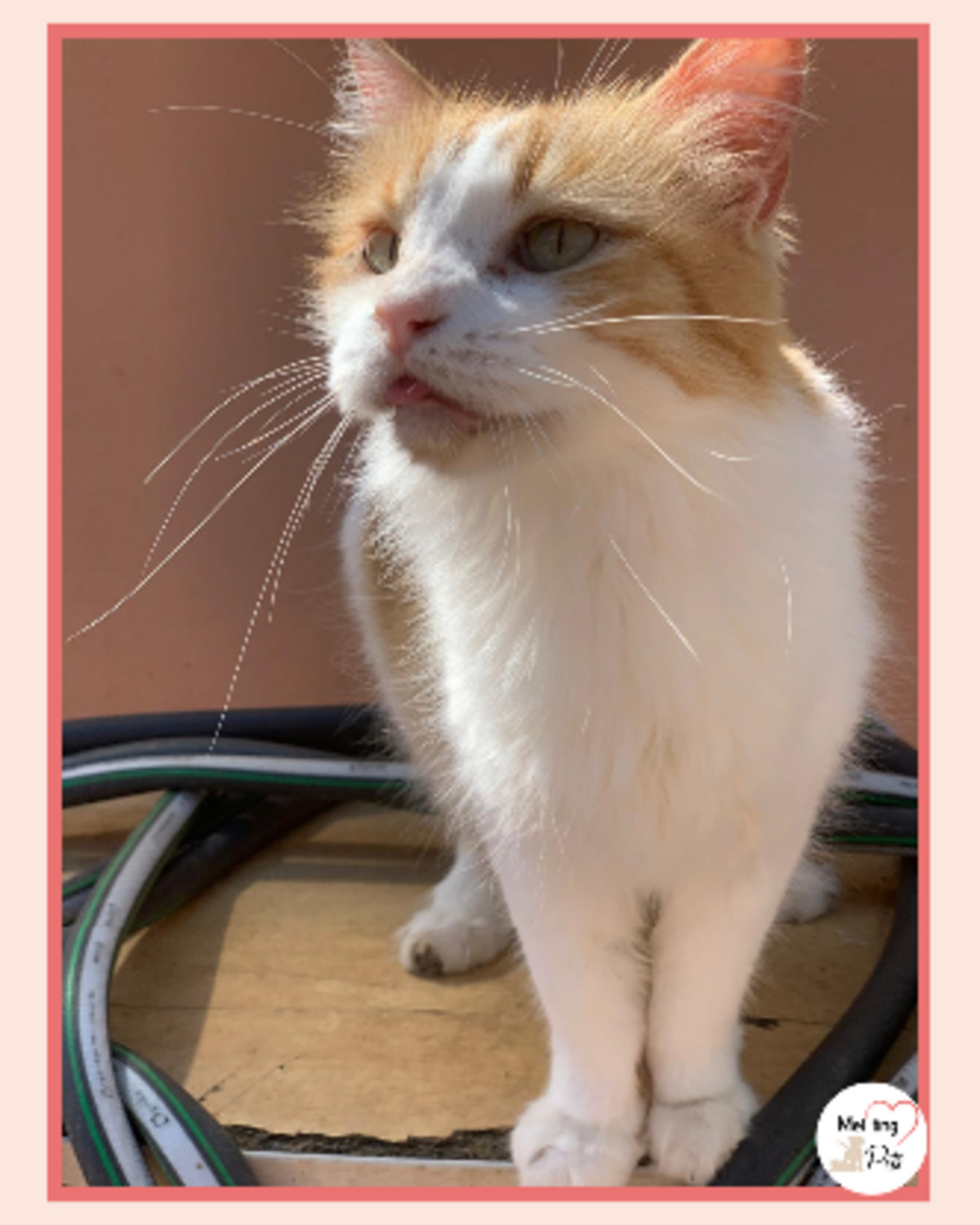 Adoption Perla