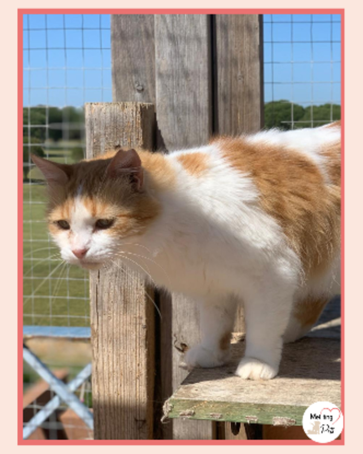 Adoption Perla