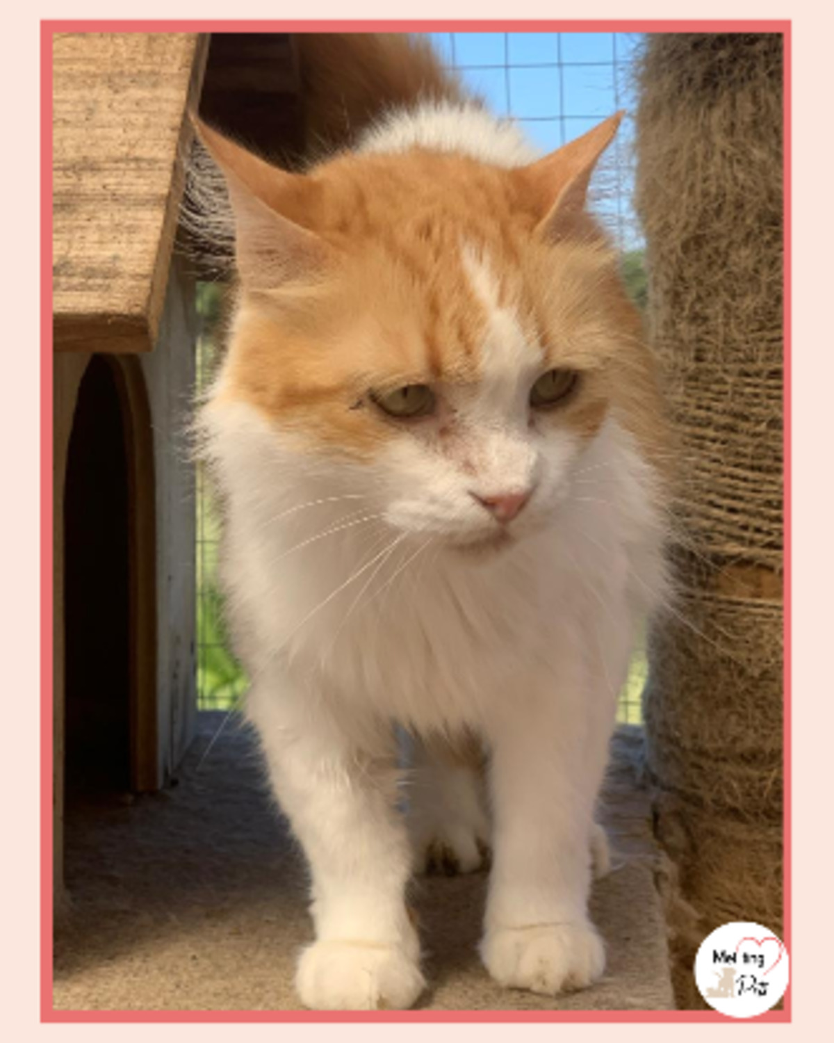 Adoption Perla