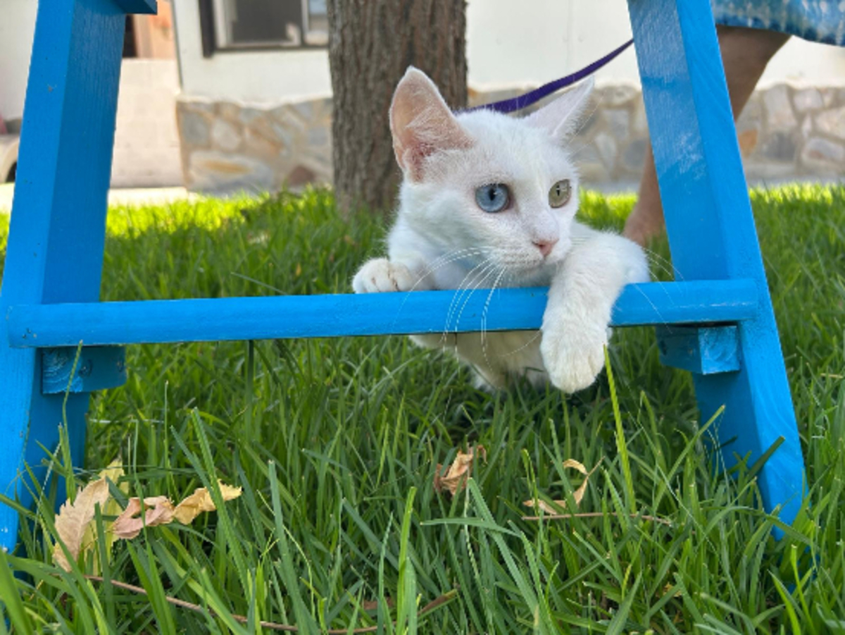 Adoption Perla