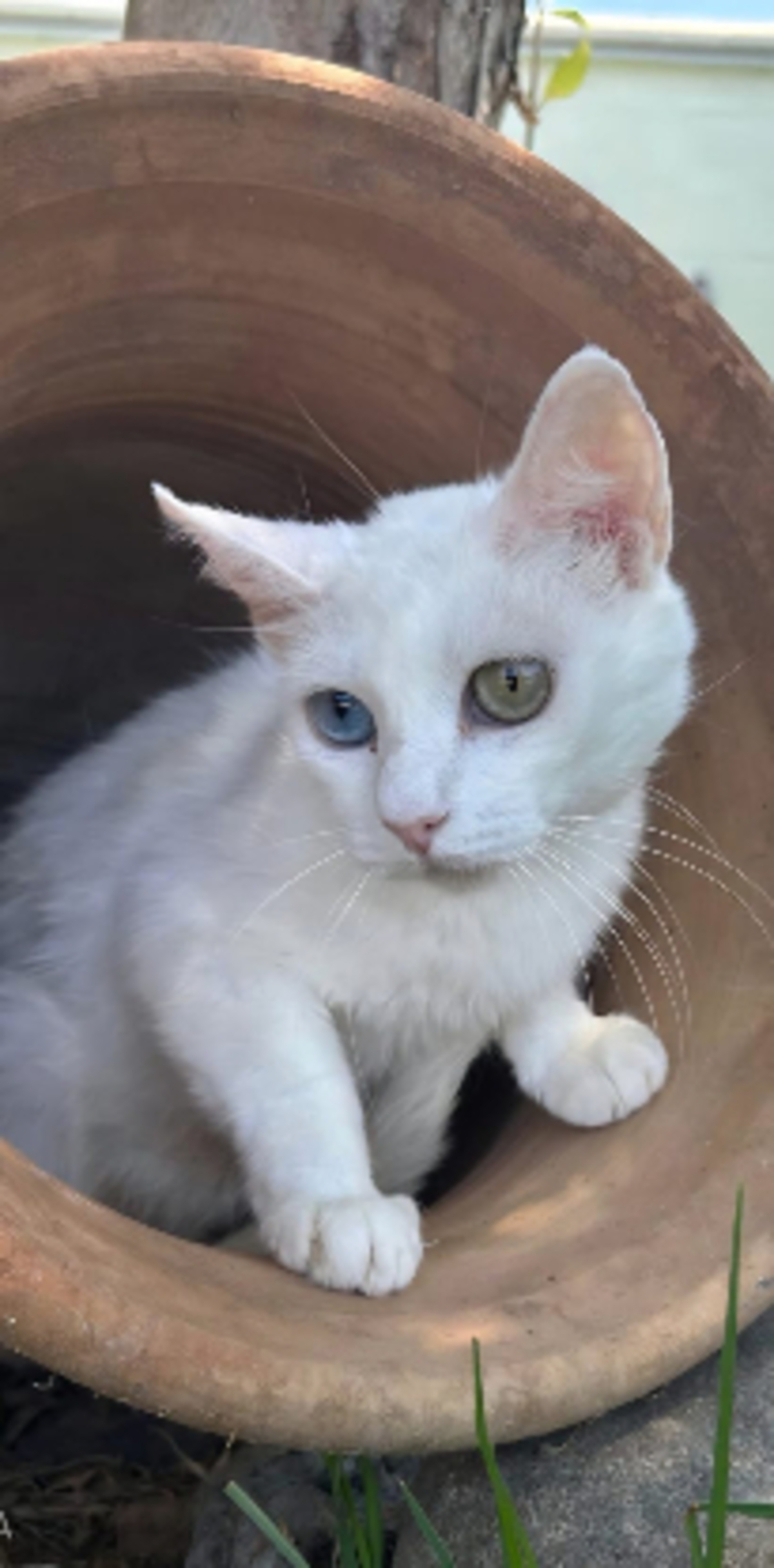 Adoption Perla