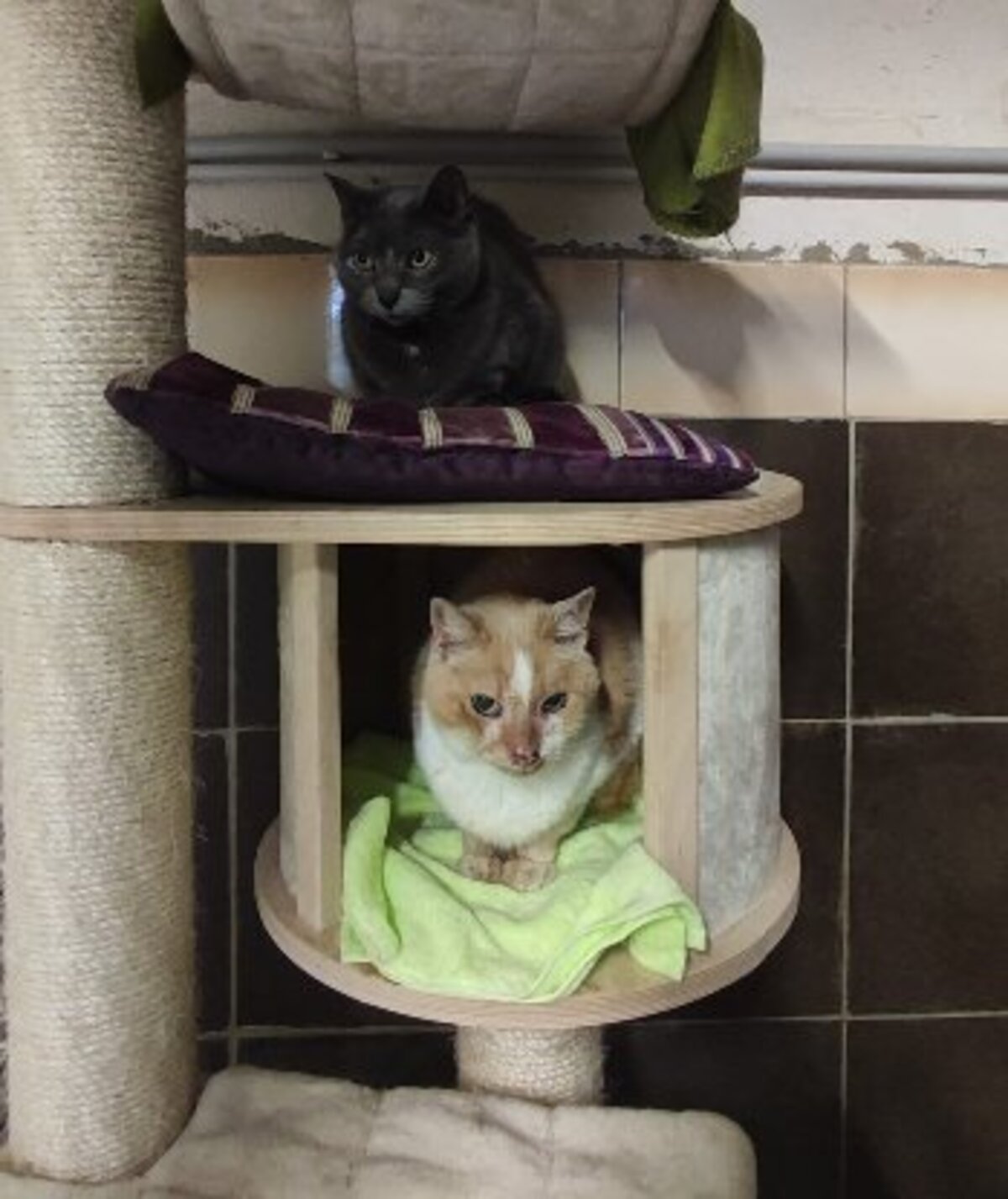 Adoption Perle & ptitbout