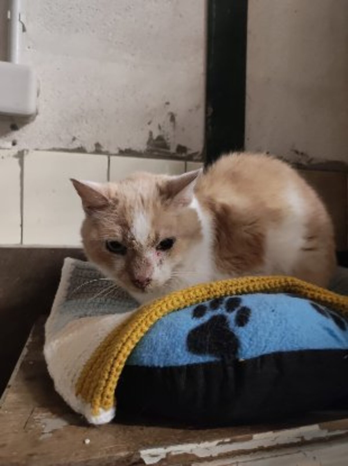 Adoption Perle & ptitbout
