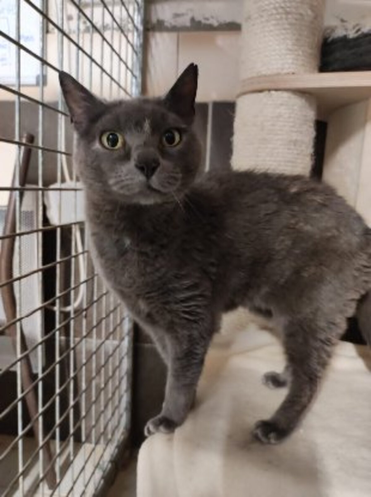 Adoption Perle & ptitbout