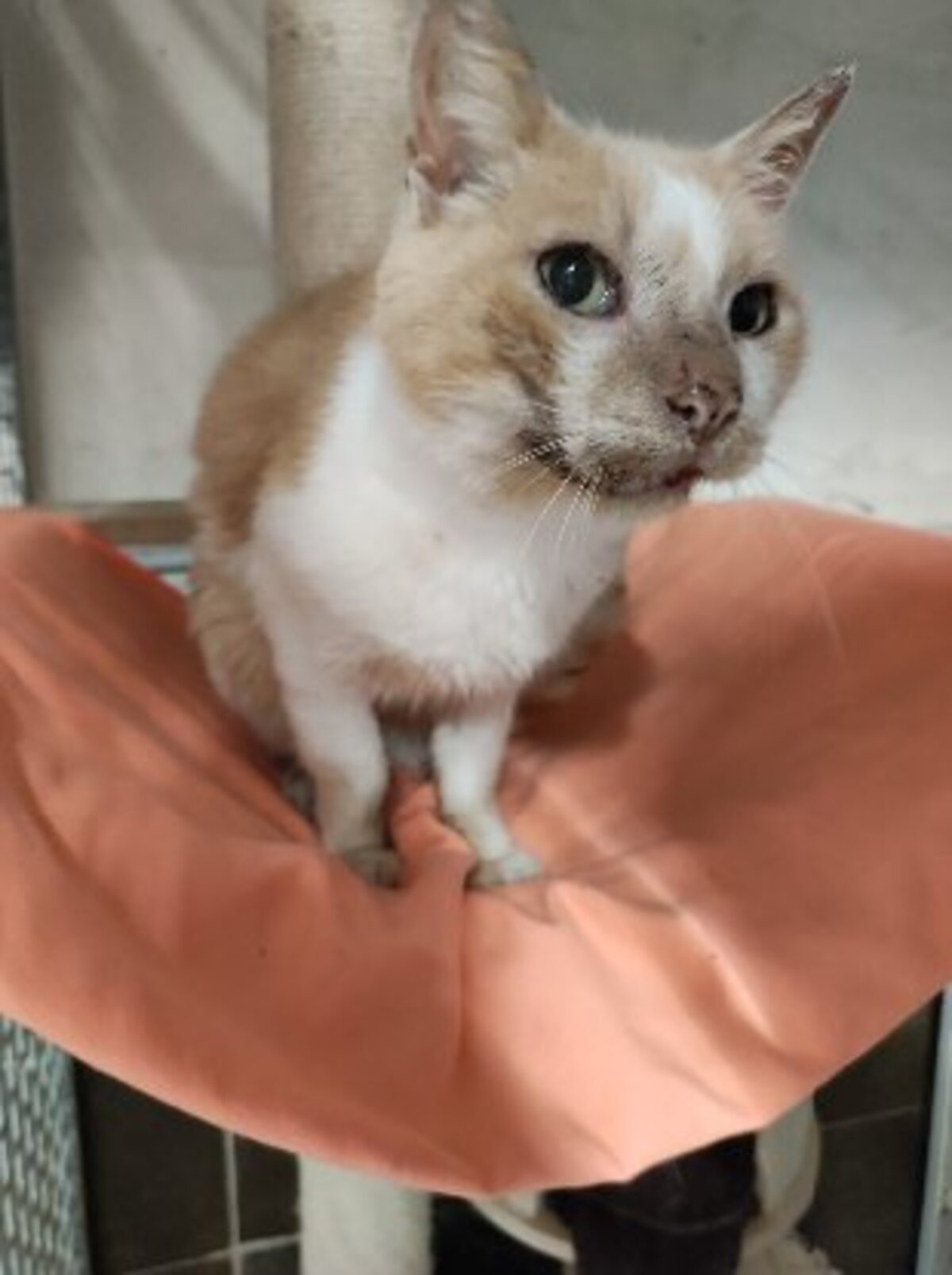 Adoption Perle & ptitbout