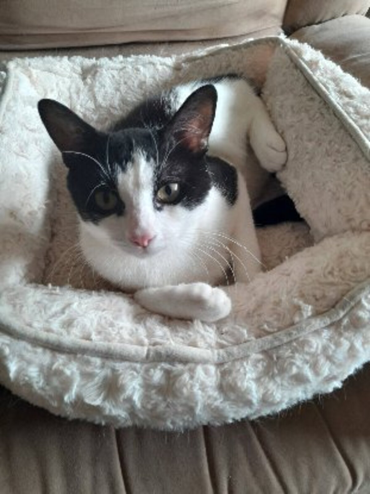 Adoption Peter