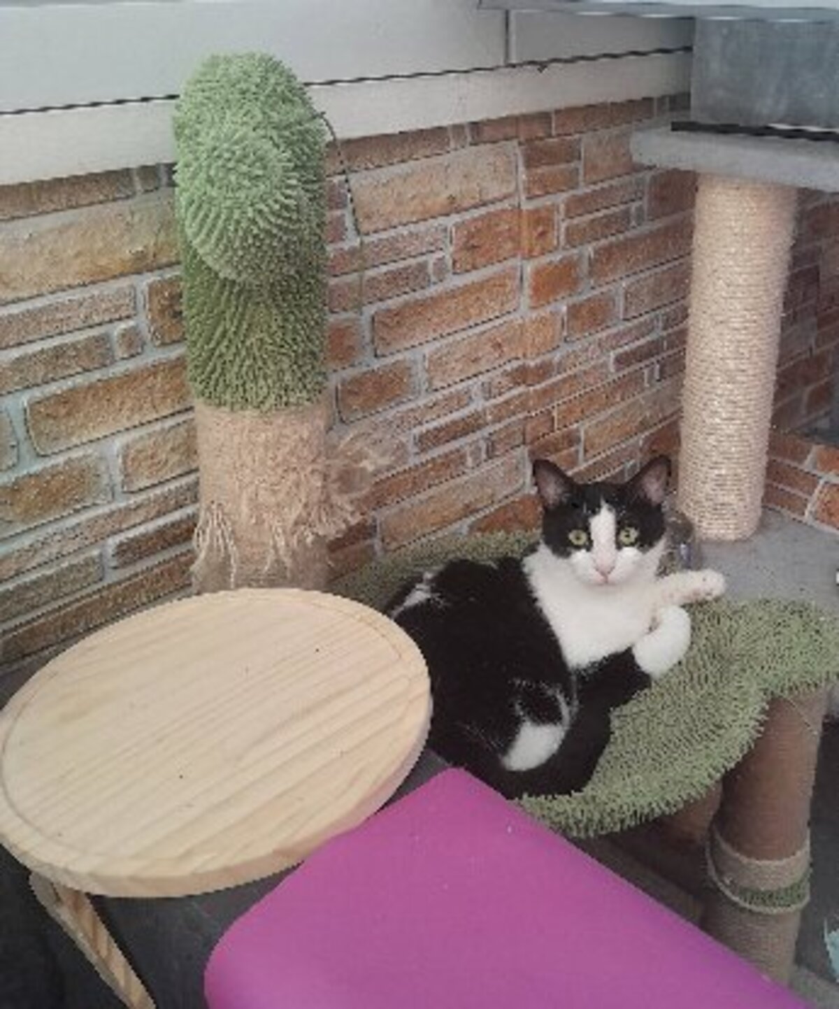 Adoption Peter
