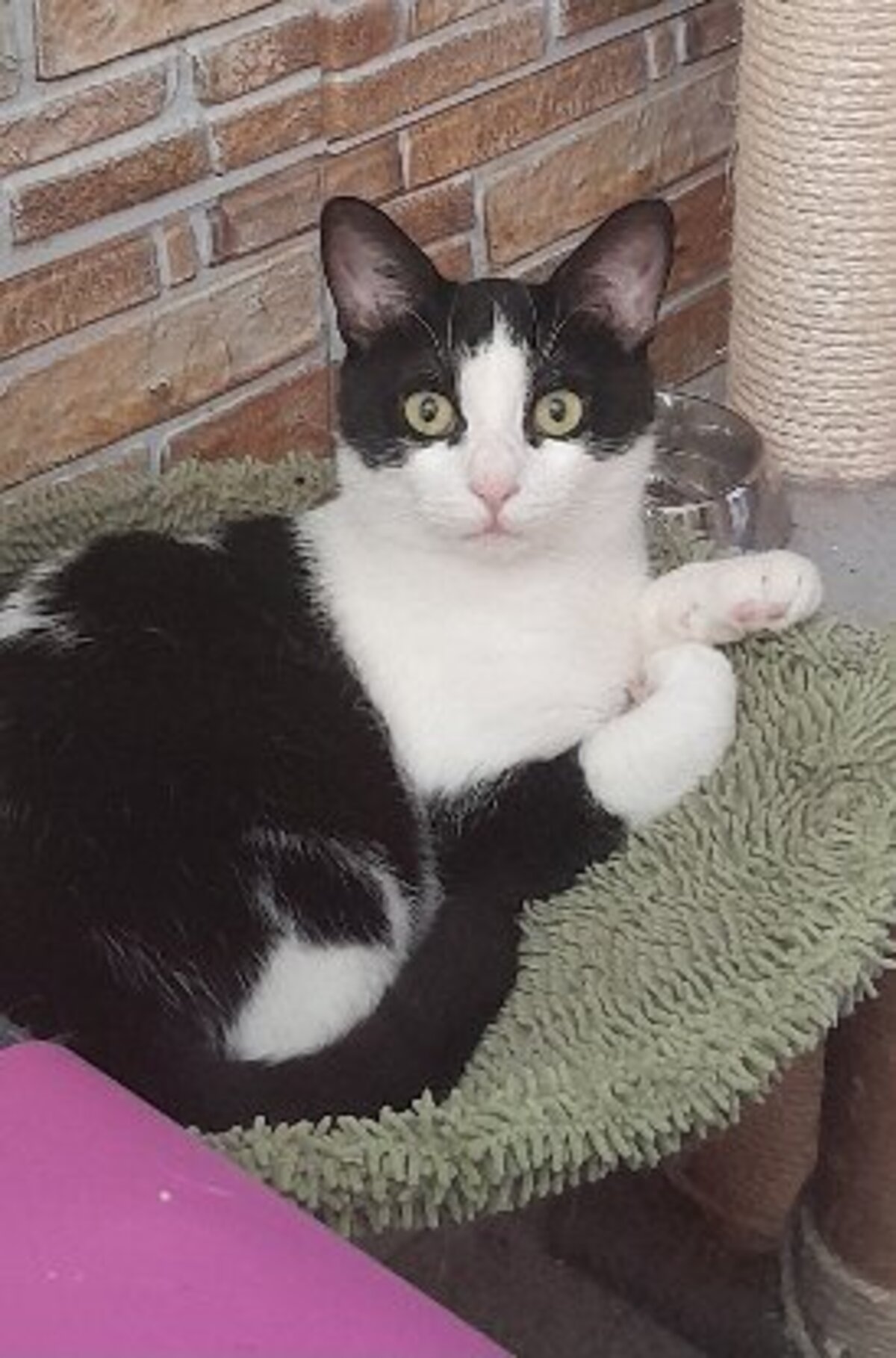 Adoption Peter