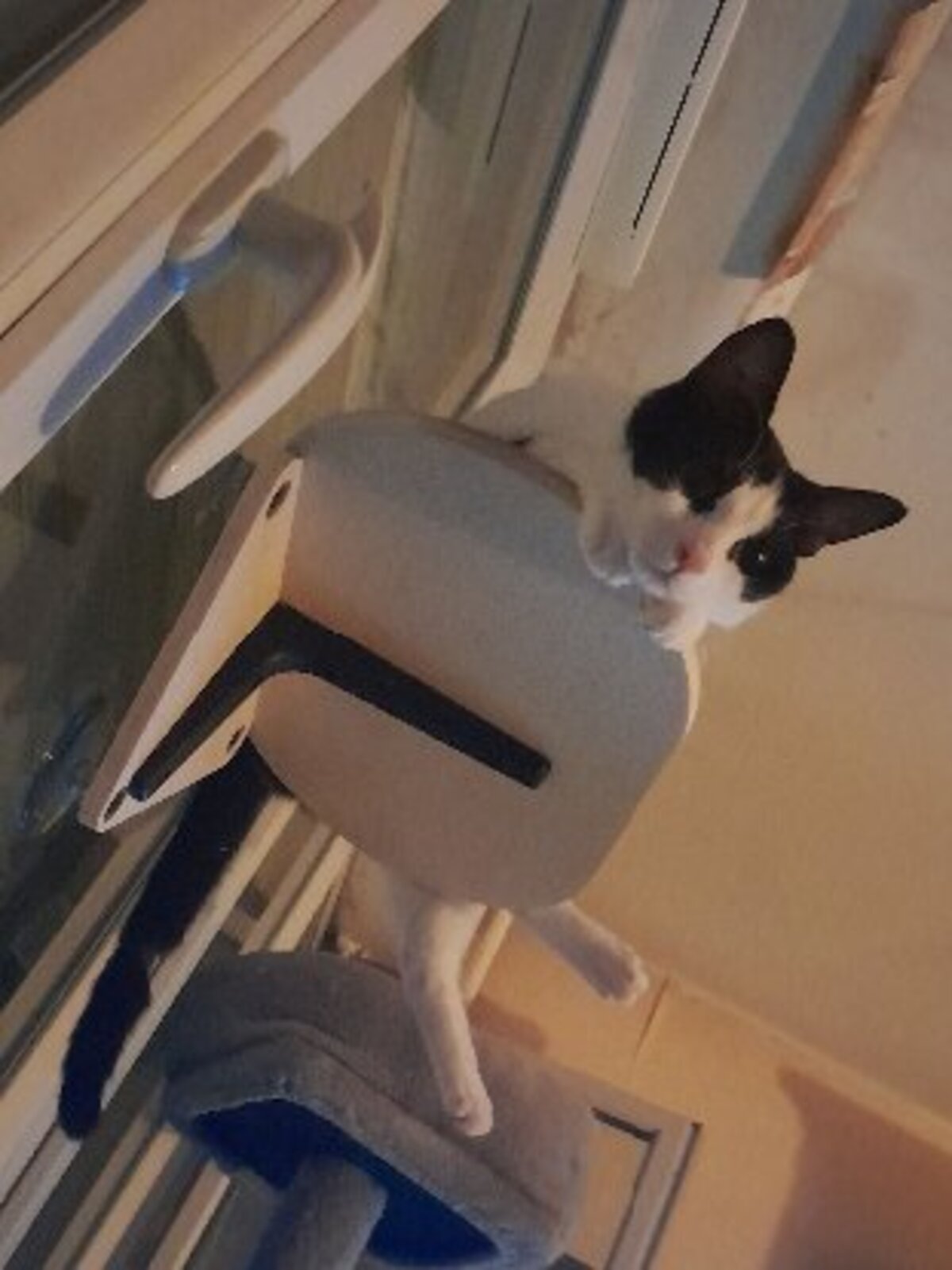 Adoption Peter