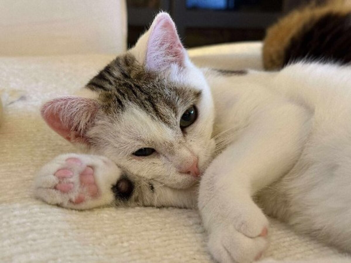 Adoption Petit pain