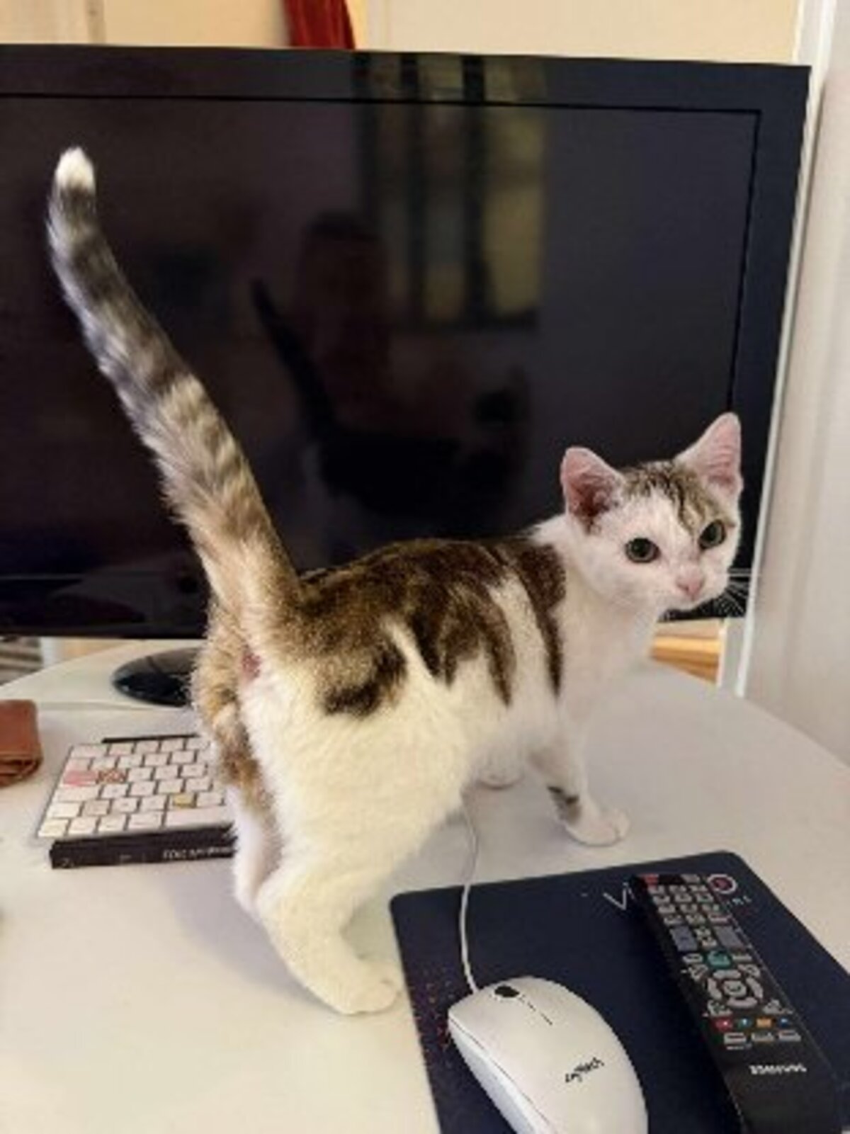 Adoption Petit pain