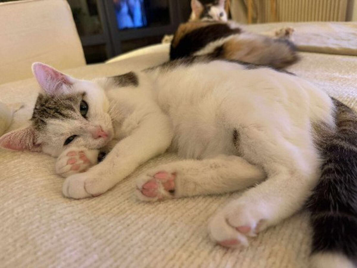 Adoption Petit pain