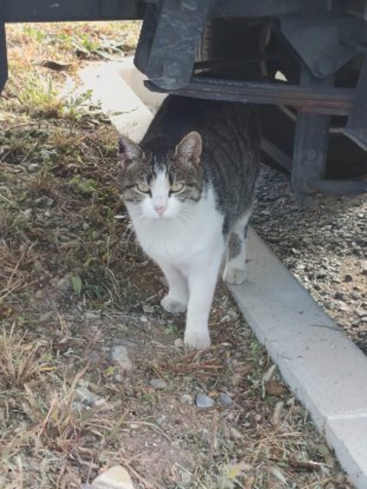 Adoption Petitou
