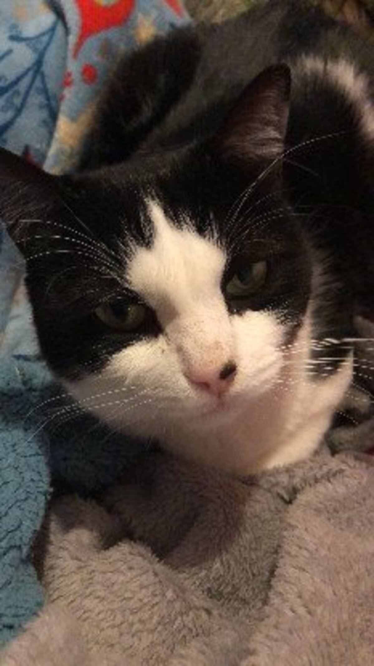 Adoption Pinceau