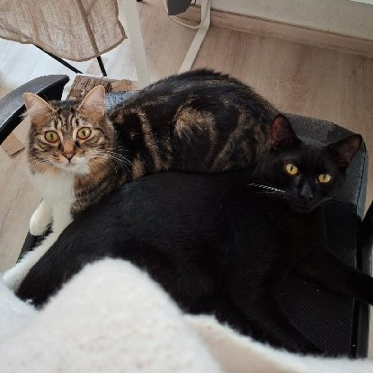 Adoption Ping et yang