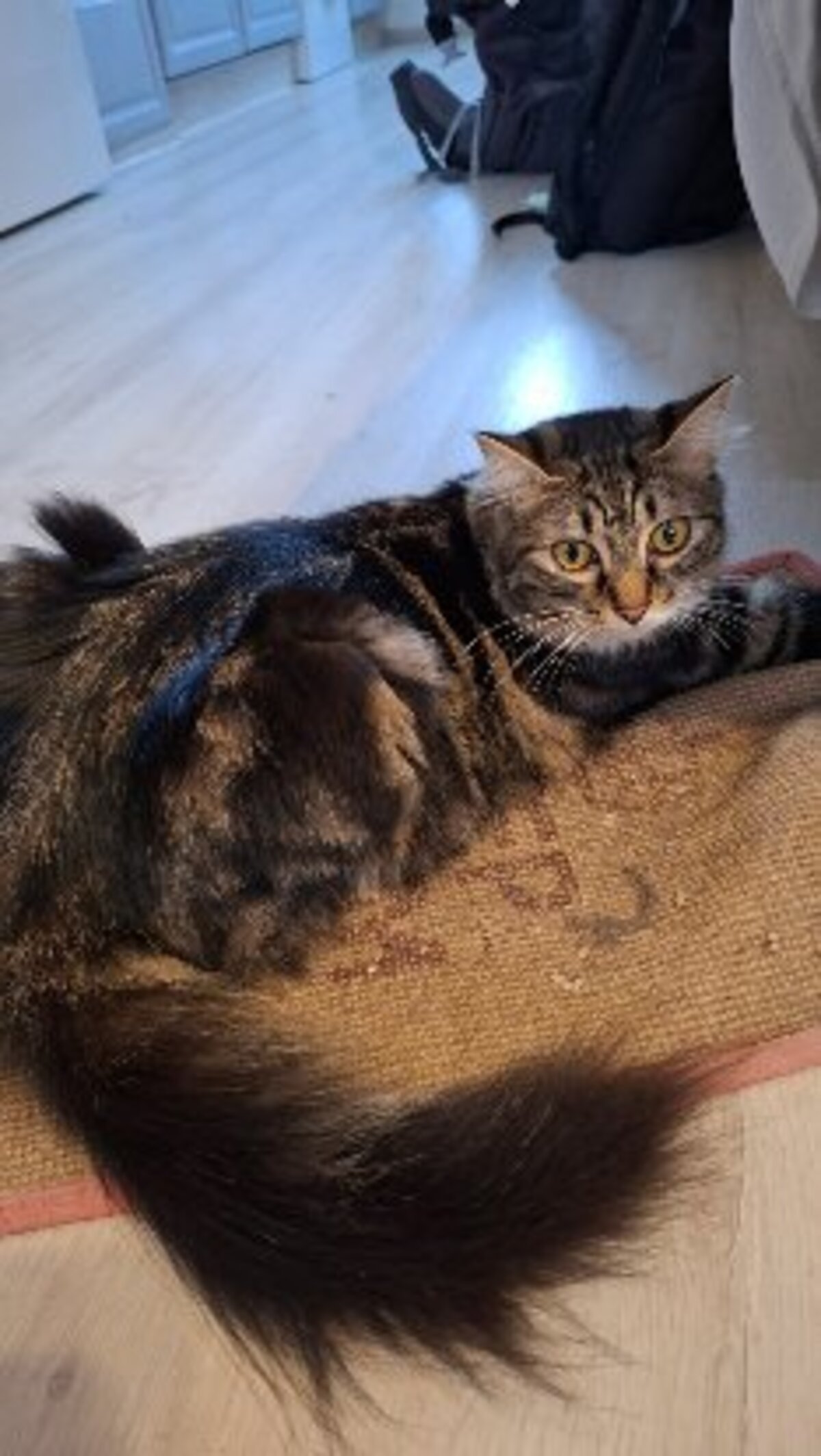 Adoption Ping et yang