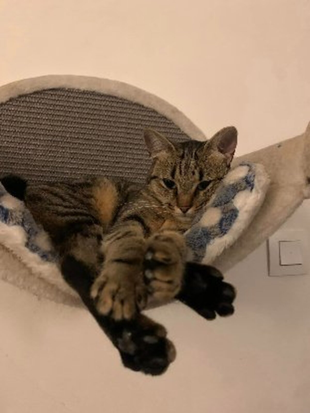 Adoption Pippa