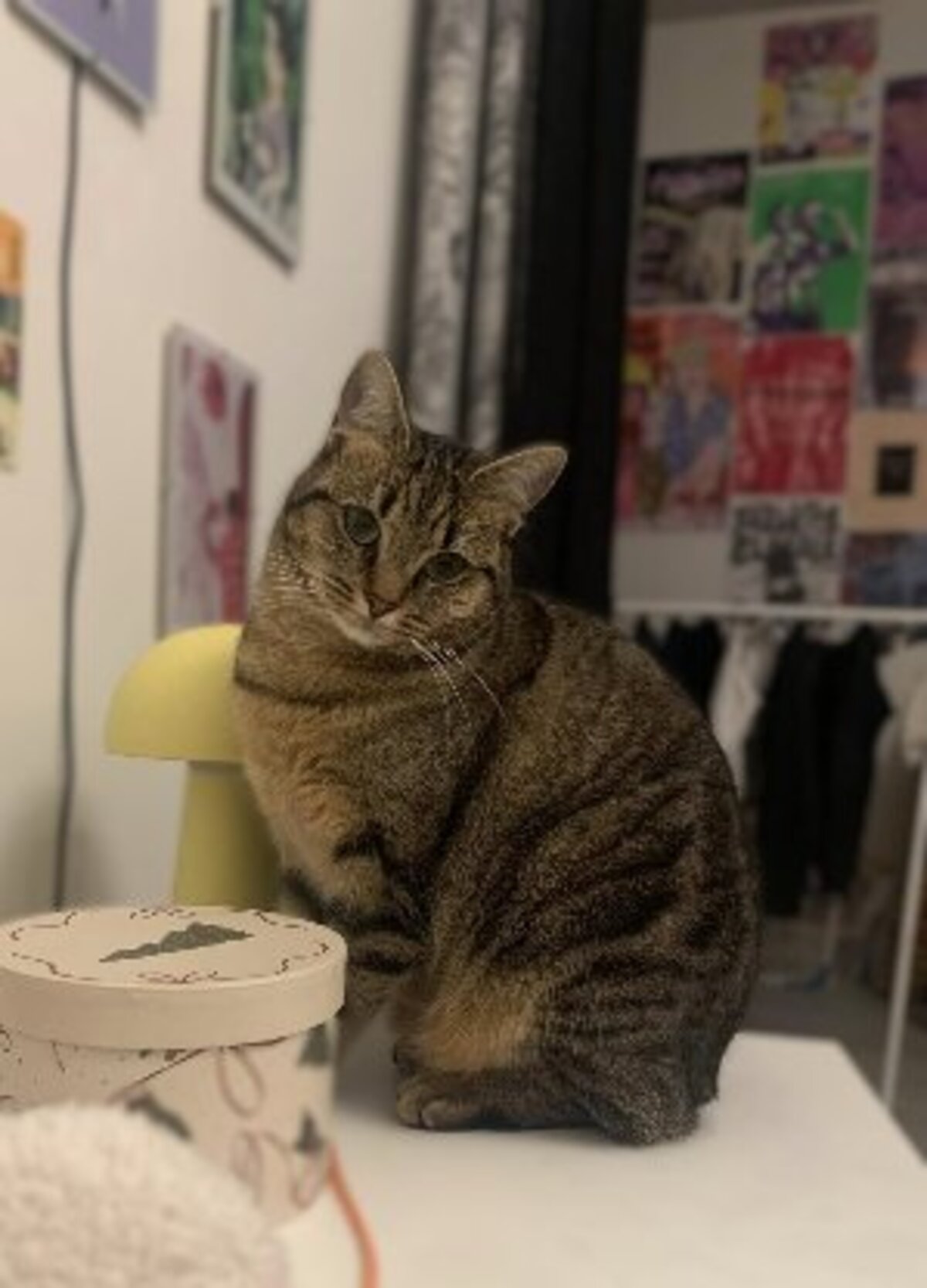 Adoption Pippa