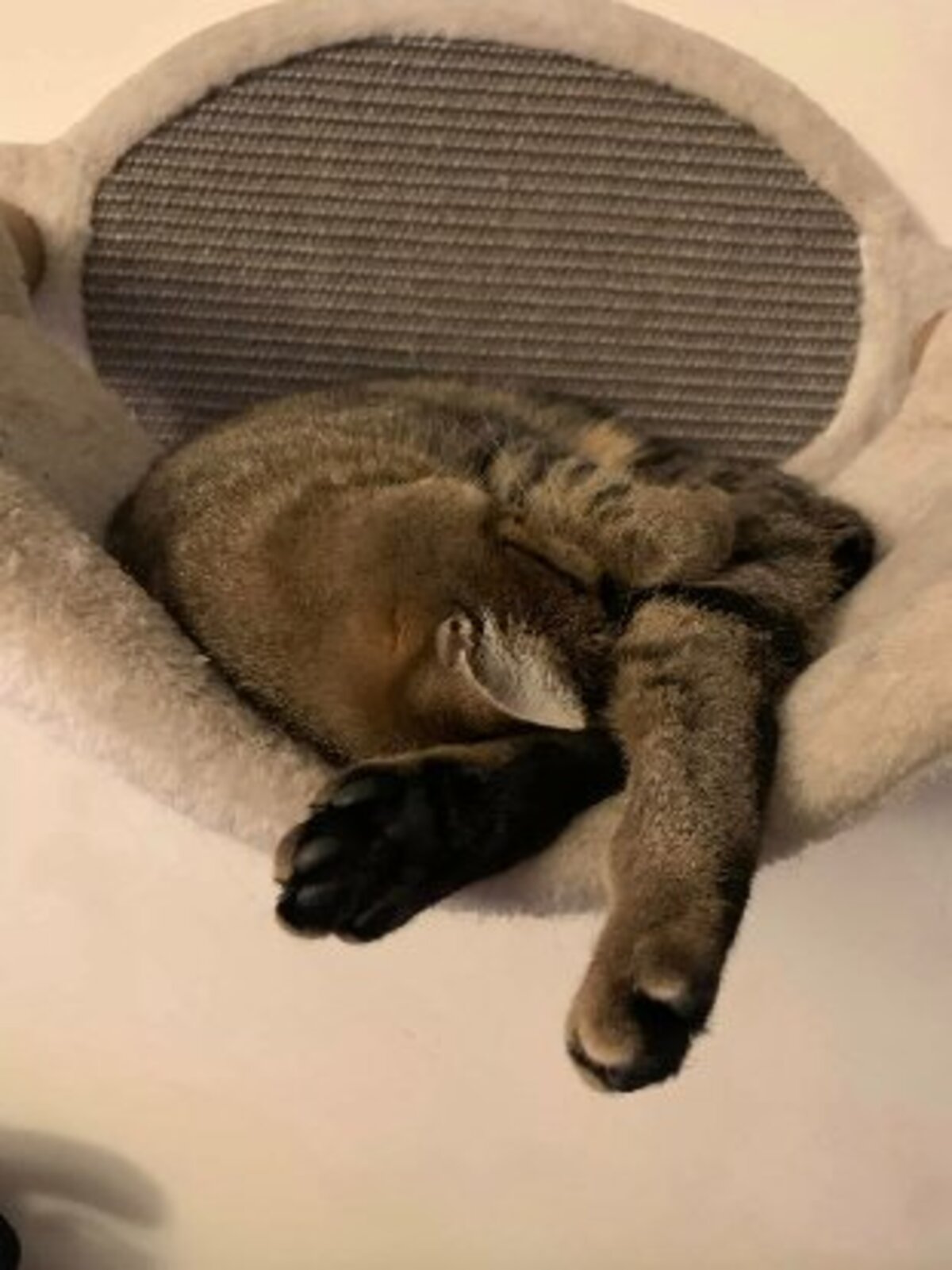 Adoption Pippa