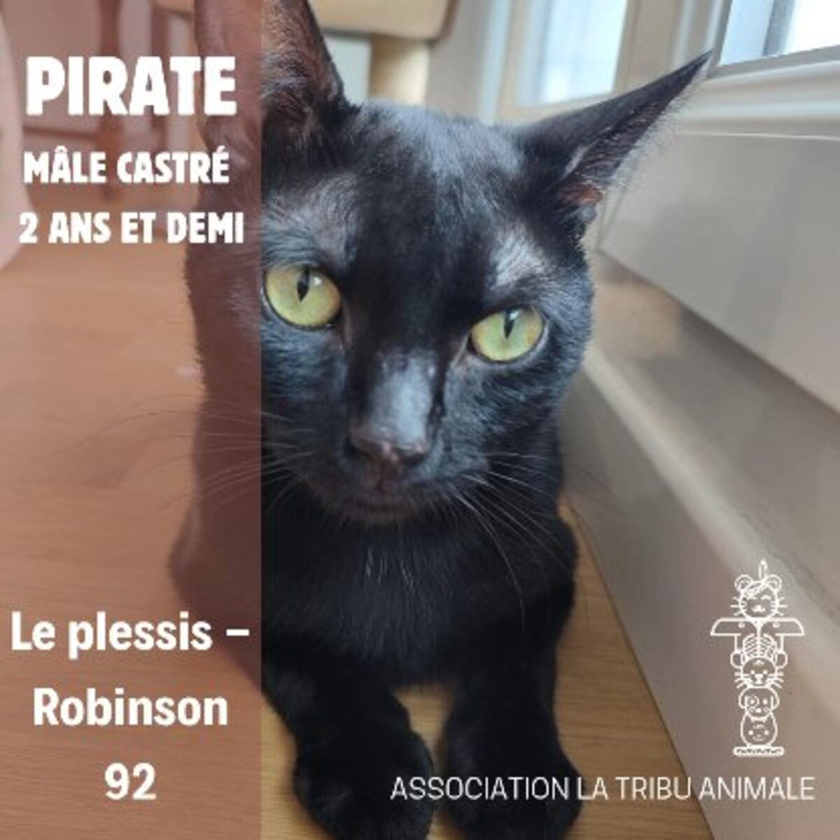 Adoption Pirate