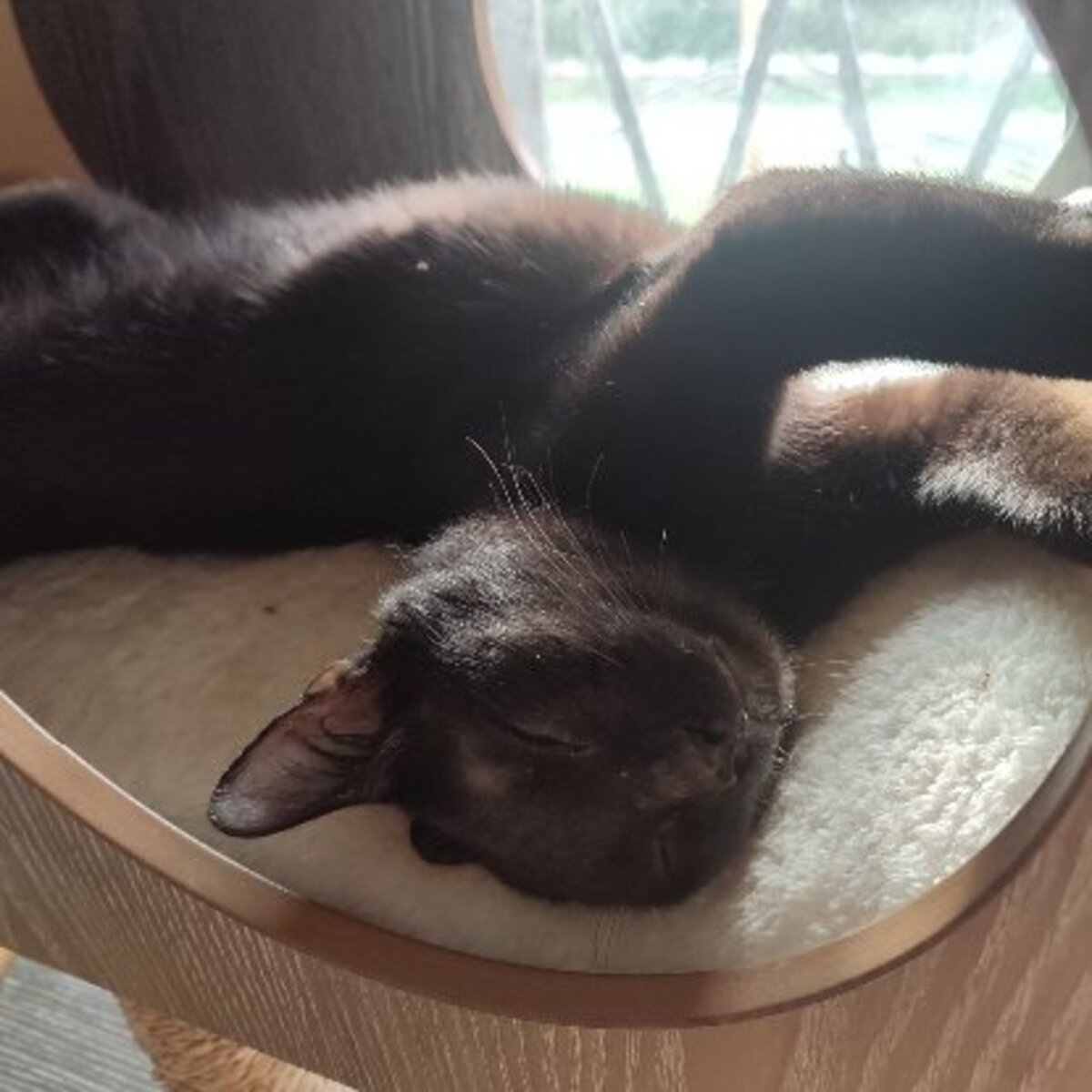 Adoption Pirate