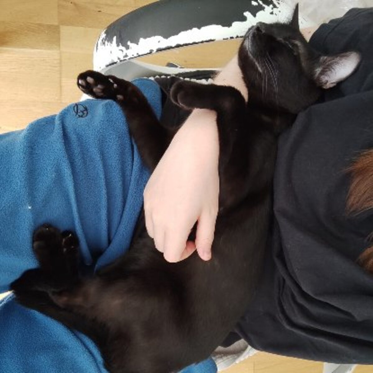Adoption Pirate