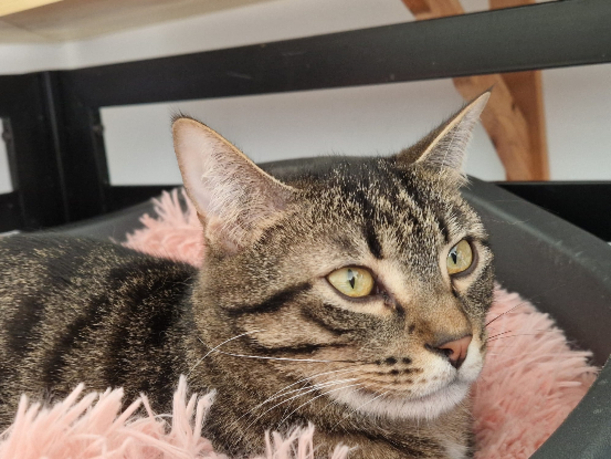 Adoption Pirate