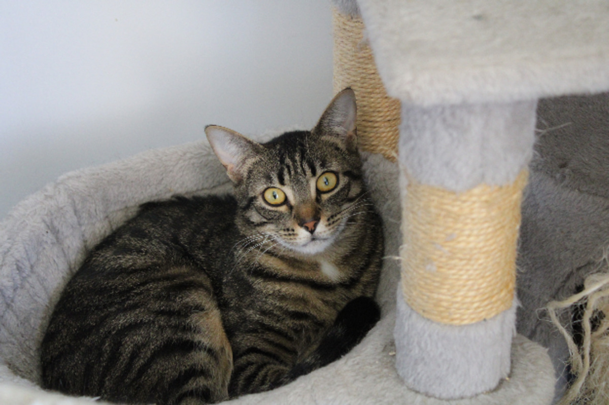 Adoption Pirate