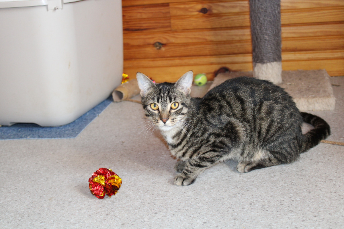 Adoption Pirate