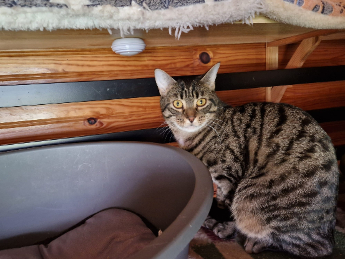 Adoption Pirate
