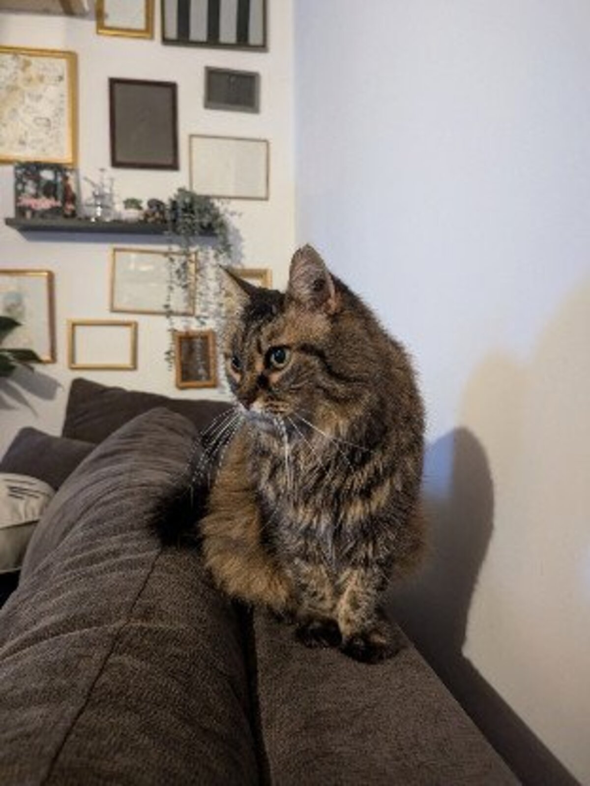 Adoption Pitchoune