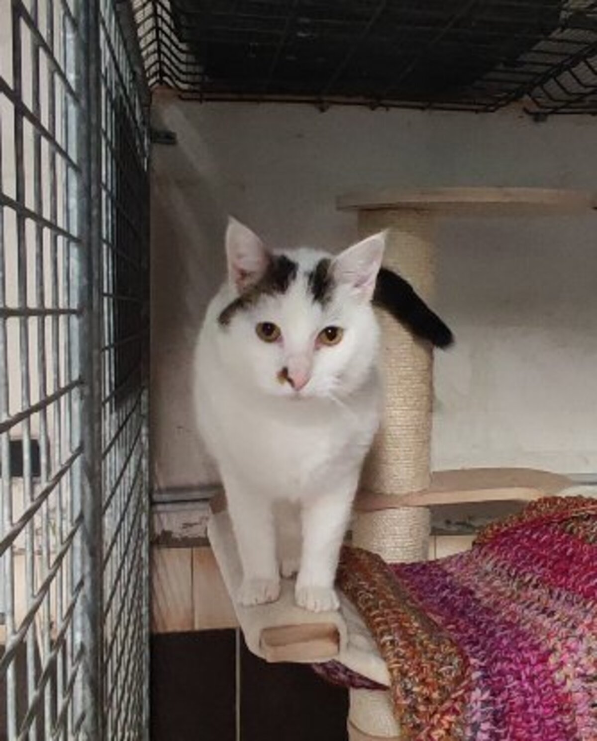 Adoption Pitou