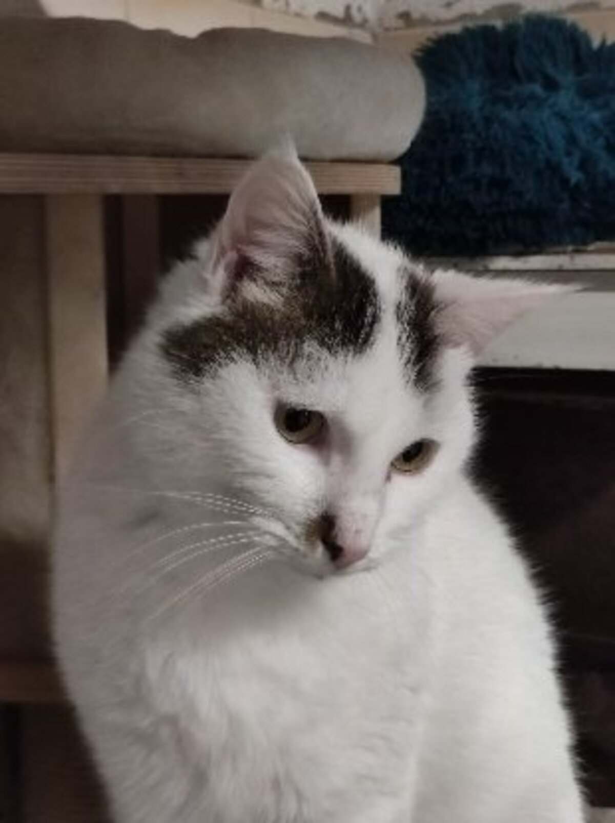 Adoption Pitou