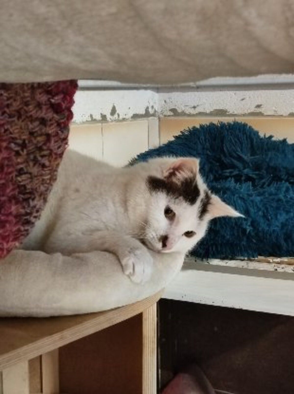 Adoption Pitou
