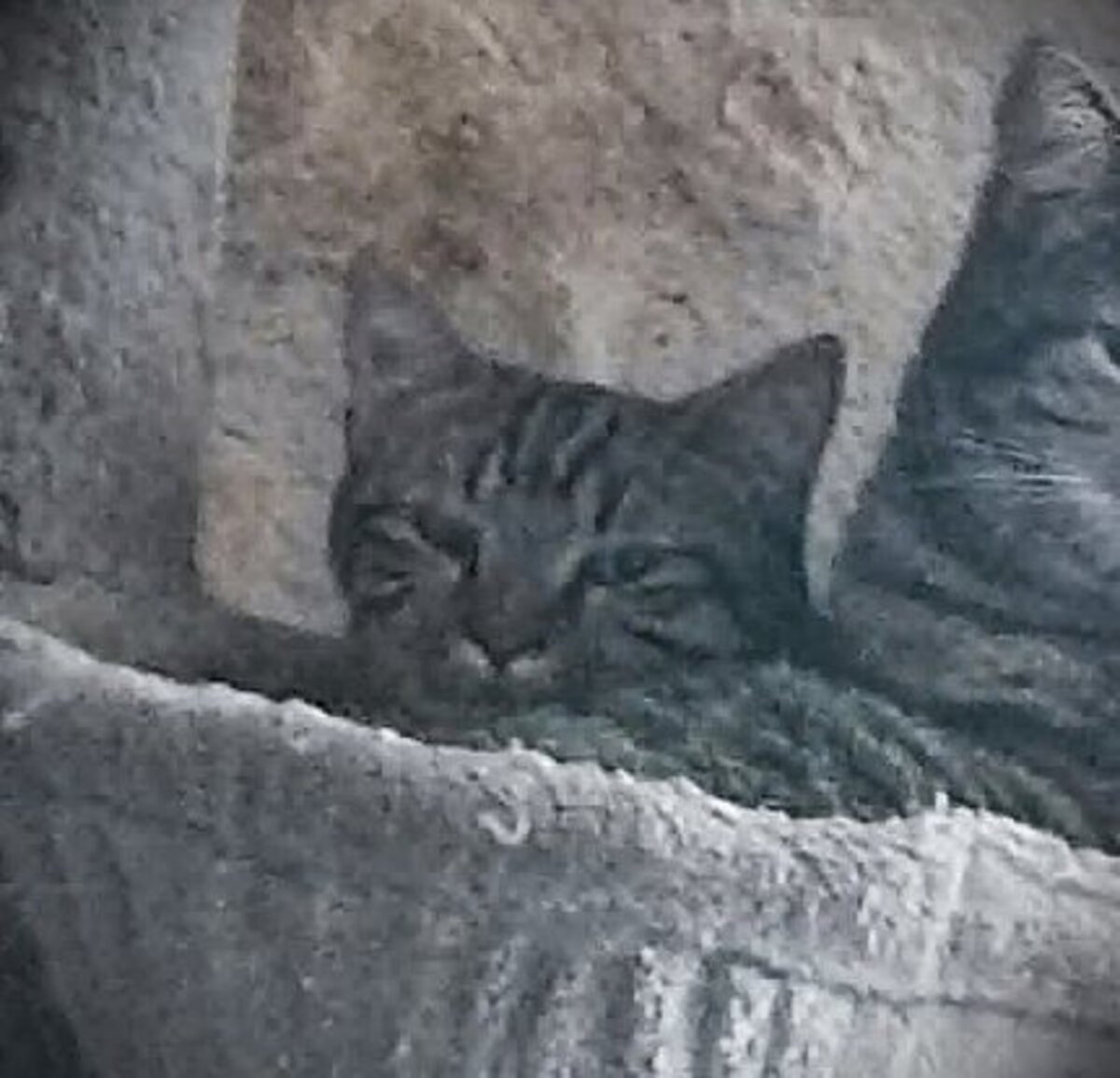 Adoption Pixie