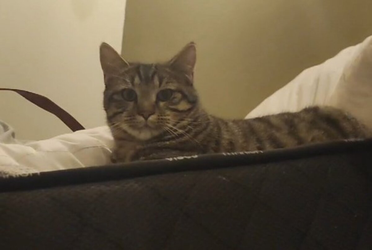 Adoption Pixie