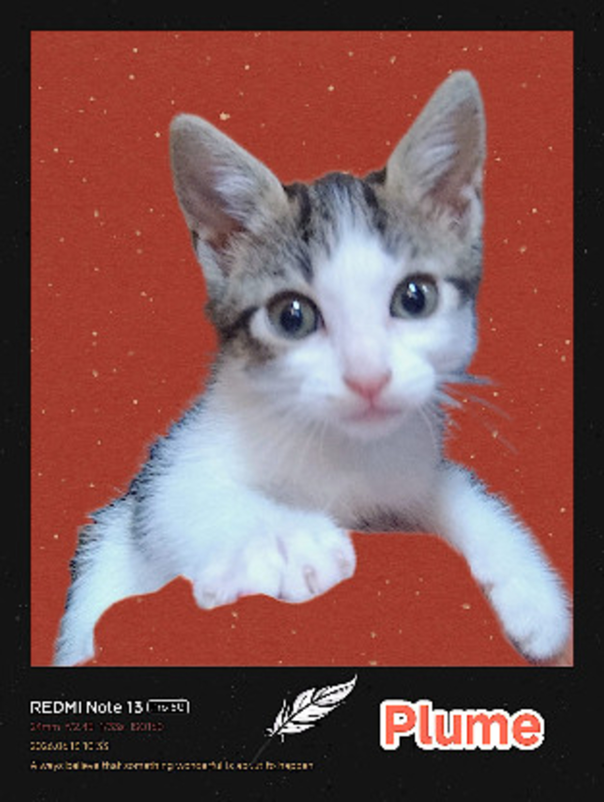 Adoption Plume