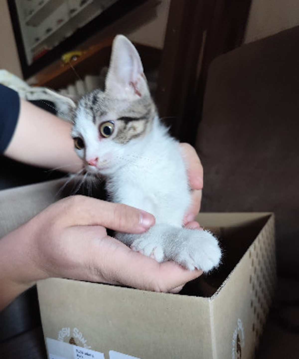 Adoption Plume