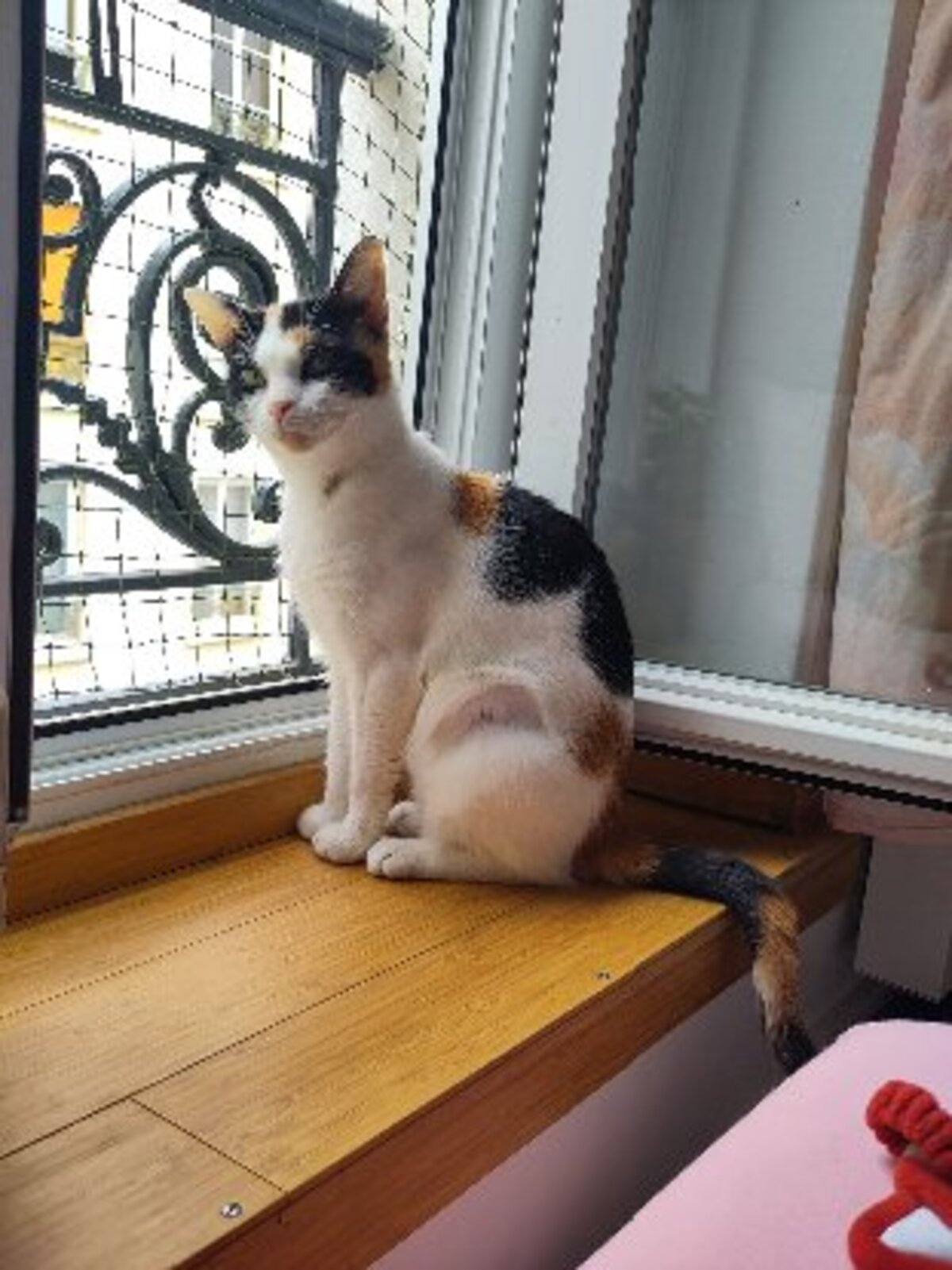 Adoption Plumette