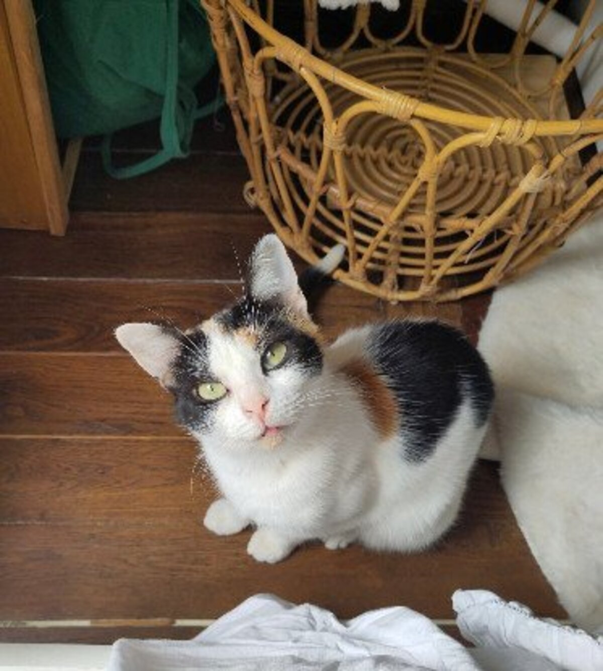 Adoption Plumette