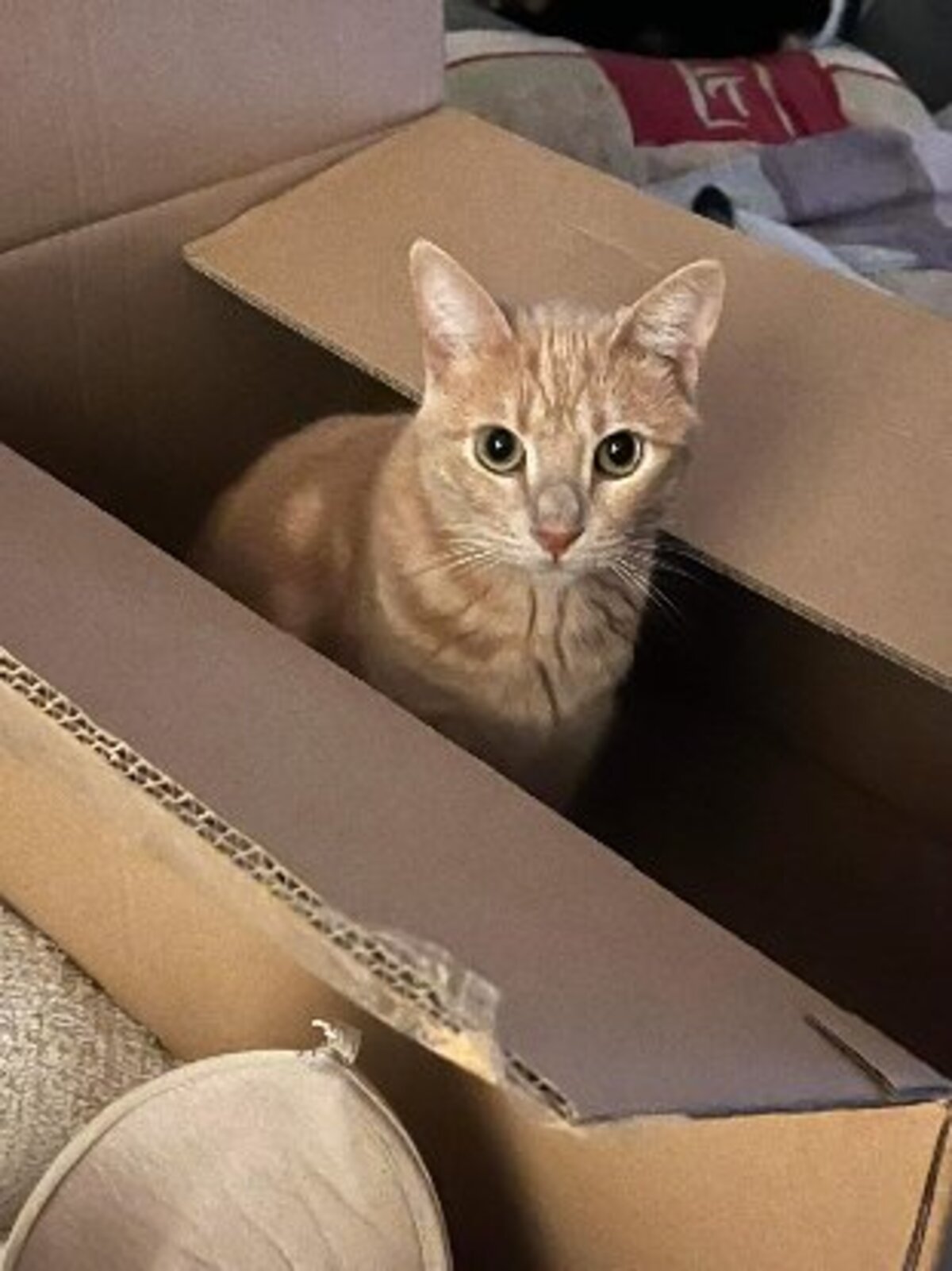 Adoption Pollux