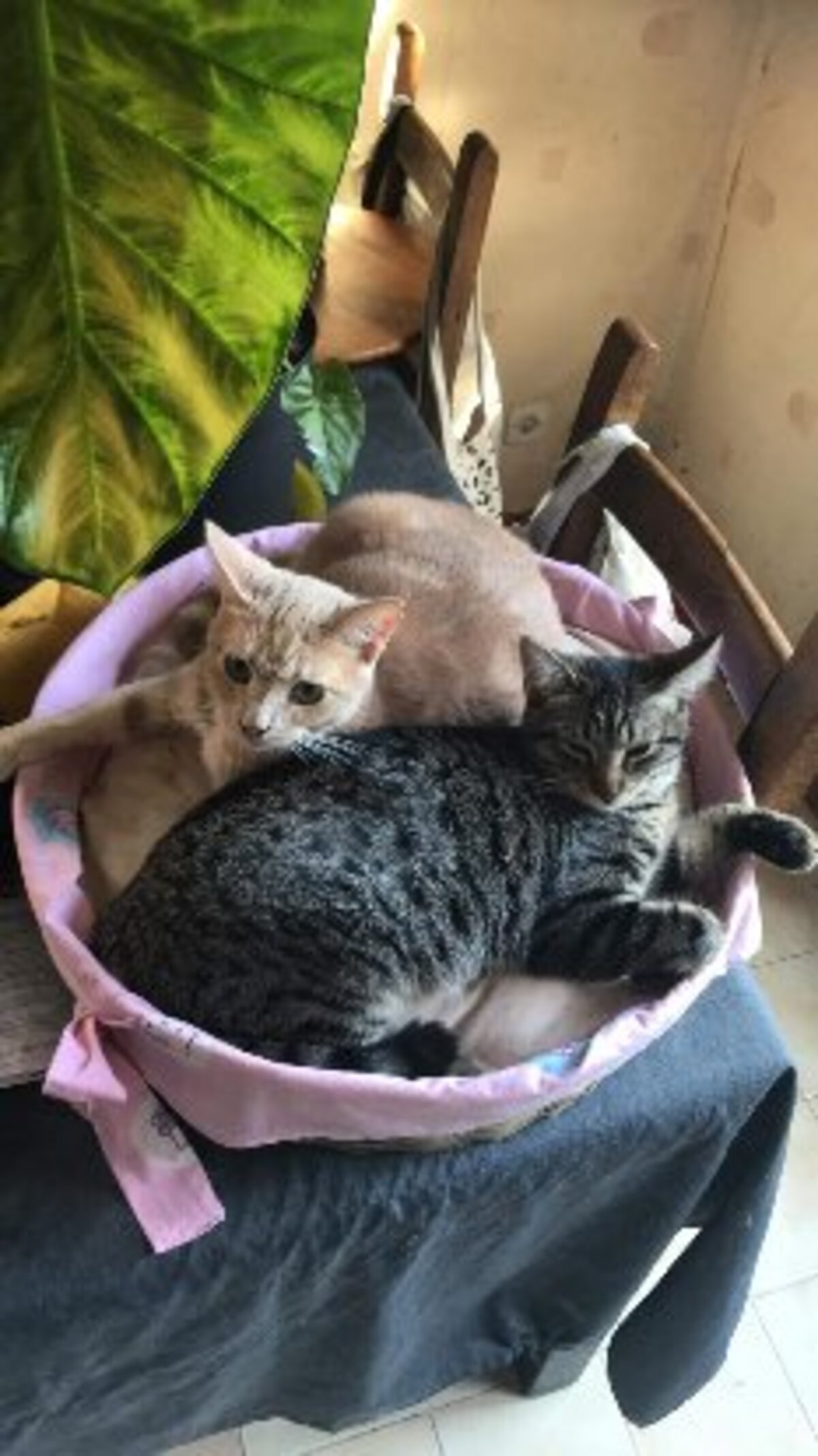 Adoption Pollux