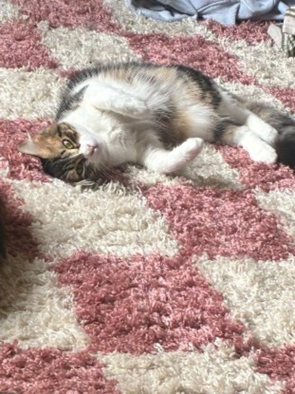 Adoption Pomme