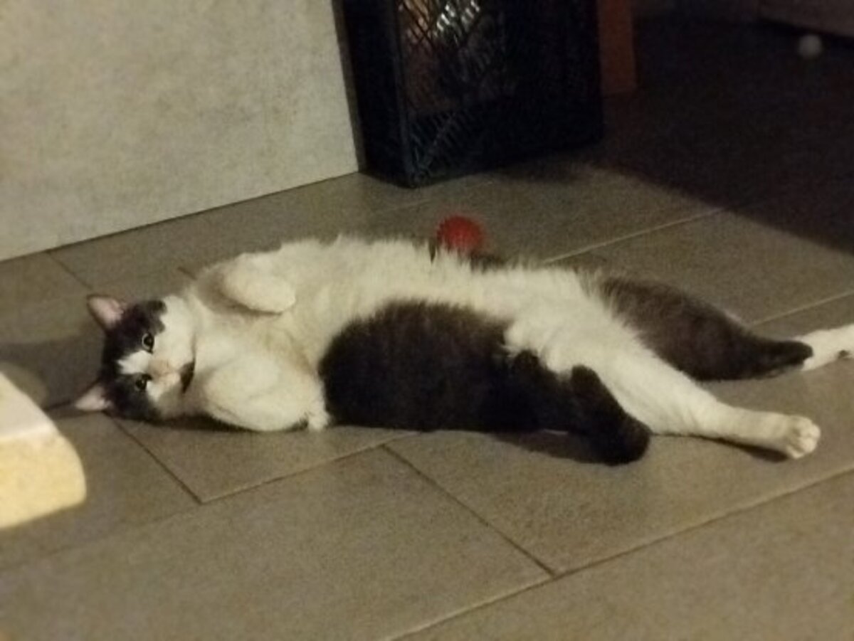 Adoption Pompom