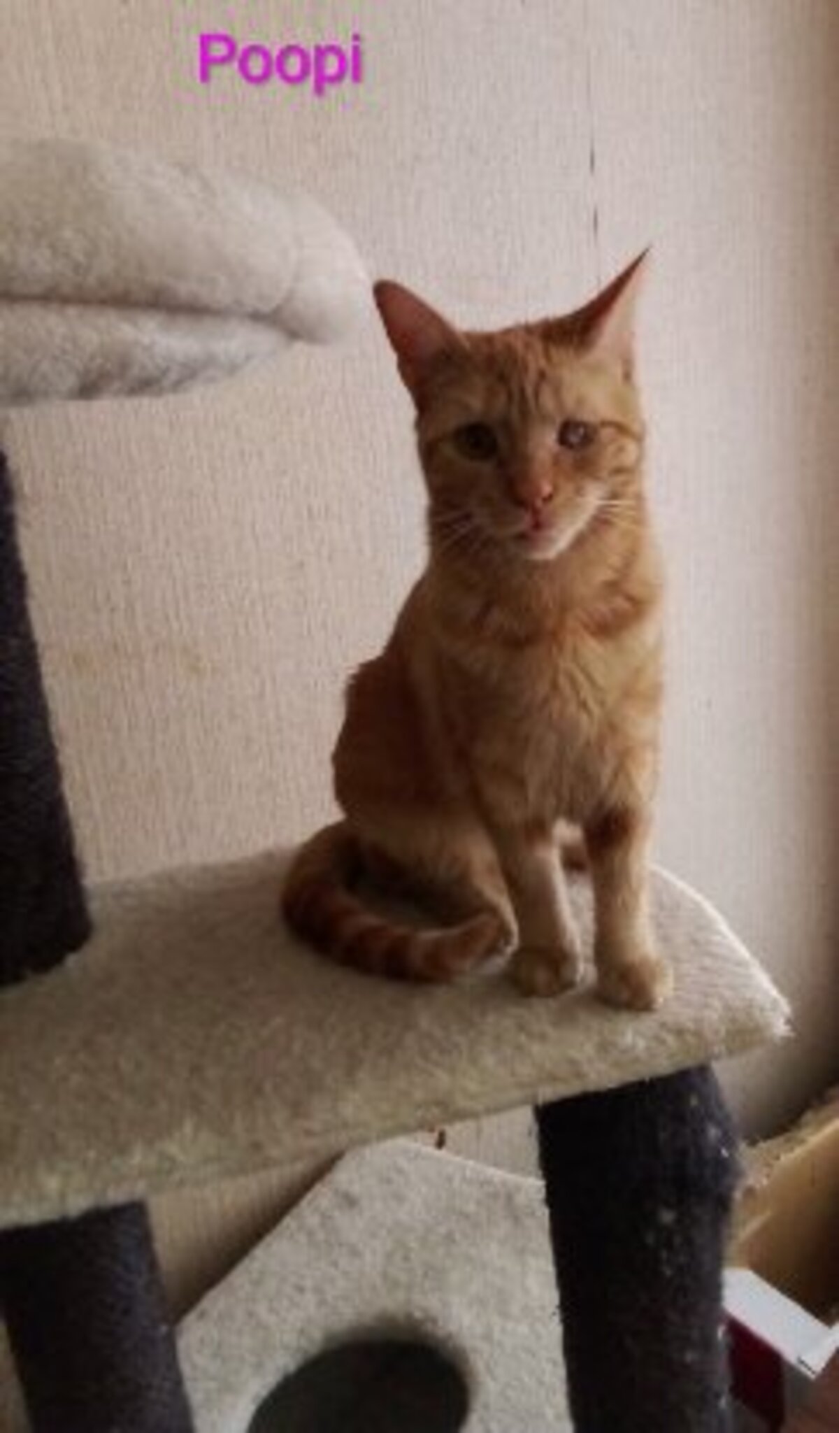 Adoption Poopi /lucky